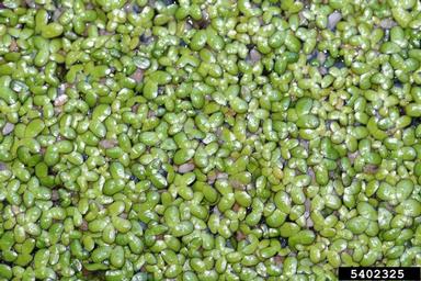 dotted duckmeat, Landoltia punctata  (Arales: Lemnaceae) - 5402325