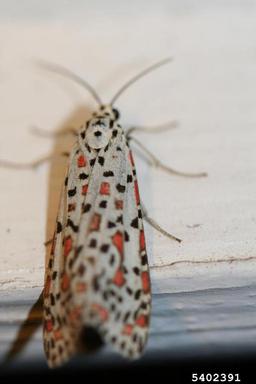 Arctiid moth, Utetheisa pulchelloides  (Lepidoptera: Arctiidae) - 5402391