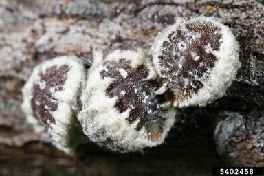 European elm scale, Gossyparia spuria  (Hemiptera: Eriococcidae) - 5402458