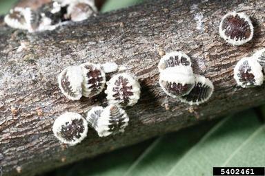 European elm scale, Gossyparia spuria  (Hemiptera: Eriococcidae) - 5402461
