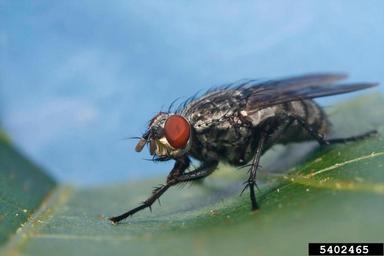 flesh flies, Sarcophaga spp.  (Diptera: Sarcophagidae) - 5402465
