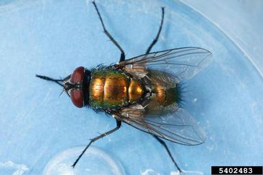 common green bottle fly, Lucilia sericata  (Diptera: Calliphoridae) - 5402483