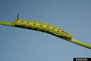 white-lined sphinx, Hyles lineata  (Lepidoptera: Sphingidae) - 5402491