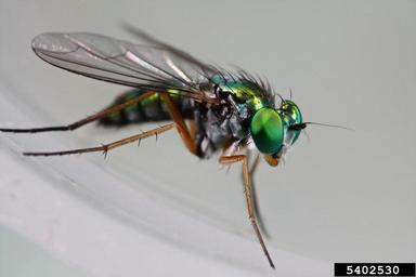 long-legged flies, Condylostylus spp.  (Diptera: Dolichopodidae) - 5402530