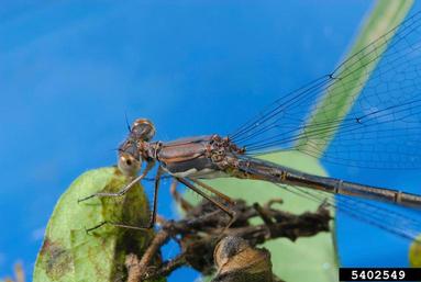 spotted spreadwing, Lestes congener  (Odonata: Lestidae) - 5402549