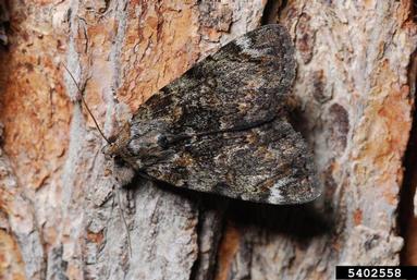 sweatheart underwing, Catocala minuta  (Lepidoptera: Erebidae) - 5402558