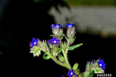 common bugloss, Anchusa officinalis  (Lamiales: Boraginaceae) - 5402592