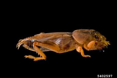 mole crickets,    (Orthoptera: Gryllotalpidae) - 5402597