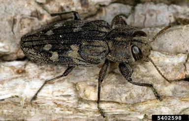 flatheaded appletree borer, Chrysobothris femorata  (Coleoptera: Buprestidae) - 5402598