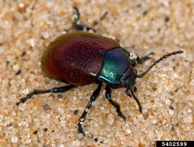 leaf beetle, Chrysolina auripennis  (Coleoptera: Chrysomelidae) - 5402599