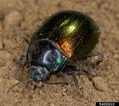 leaf beetle, Chrysolina auripennis  (Coleoptera: Chrysomelidae) - 5402610