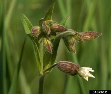 bladder campion, Silene latifolia ssp. alba (Caryophyllales: Caryophyllaceae) - 5402612