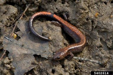 redback salamander, Plethodon cinereus  (Caudata: Plethodontidae) - 5402614