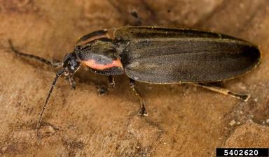 diurnal firefly, Ellychnia corrusca  (Coleoptera: Lampyridae) - 5402620