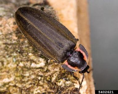 diurnal firefly, Ellychnia corrusca  (Coleoptera: Lampyridae) - 5402621