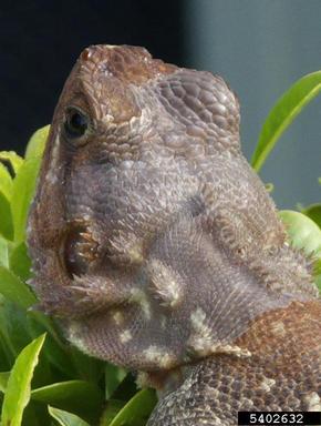 African redhead agama, Agama agama africana (Squamata: Agamidae) - 5402632
