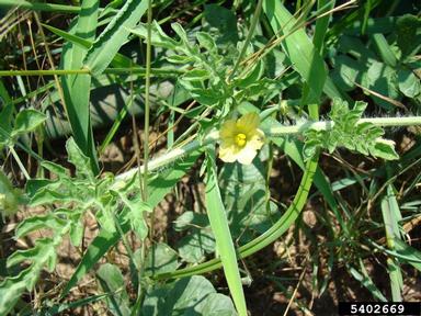 watermelon, Citrullus lanatus  (Violales: Cucurbitaceae) - 5402669