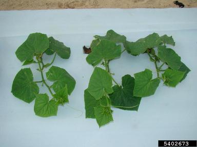 cucumber, Cucumis sativus  (Violales: Cucurbitaceae) - 5402673