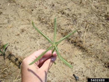 crowfootgrass, Dactyloctenium aegyptium  (Cyperales: Poaceae) - 5402688