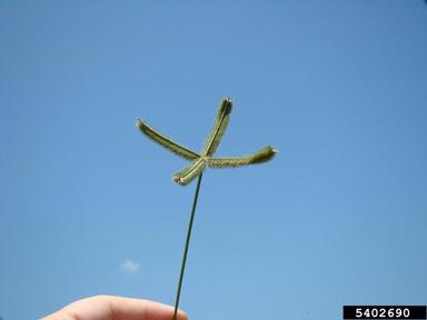 crowfootgrass, Dactyloctenium aegyptium  (Cyperales: Poaceae) - 5402690