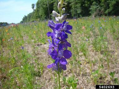 larkspur, Delphinium spp.  (Ranunculales: Ranunculaceae) - 5402693