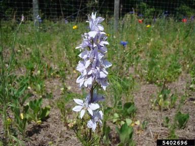 larkspur, Delphinium spp.  (Ranunculales: Ranunculaceae) - 5402696