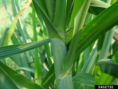 elephant grass, Pennisetum purpureum  (Cyperales: Poaceae) - 5402730