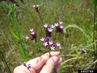 tall vervain, Verbena bonariensis  (Lamiales: Verbenaceae) - 5402749