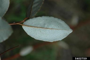 thorny olive, Elaeagnus pungens  (Rhamnales: Elaeagnaceae) - 5402759