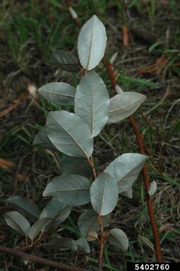 thorny olive, Elaeagnus pungens  (Rhamnales: Elaeagnaceae) - 5402760
