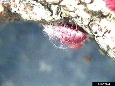 scale, Neosteingelia texana  (Hemiptera: Margarodidae) - 5402764