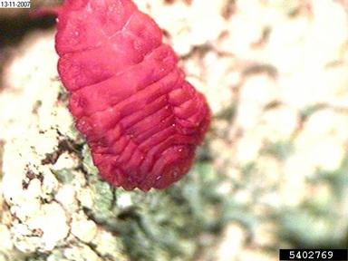 scale, Neosteingelia texana  (Hemiptera: Margarodidae) - 5402769