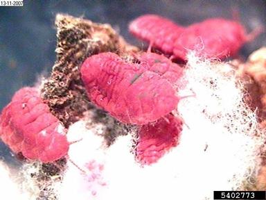 scale, Neosteingelia texana  (Hemiptera: Margarodidae) - 5402773