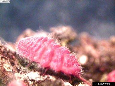 scale, Neosteingelia texana  (Hemiptera: Margarodidae) - 5402777