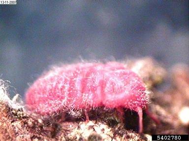 scale, Neosteingelia texana  (Hemiptera: Margarodidae) - 5402780