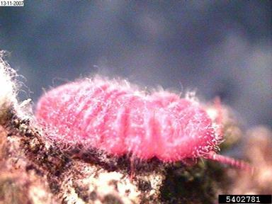 scale, Neosteingelia texana  (Hemiptera: Margarodidae) - 5402781