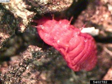 scale, Neosteingelia texana  (Hemiptera: Margarodidae) - 5402782