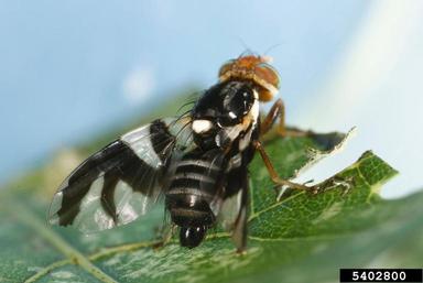 apple maggot, Rhagoletis pomonella  (Diptera: Tephritidae) - 5402800