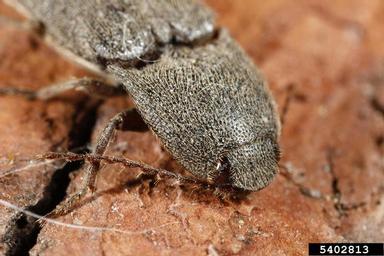 click beetles, Melanotus spp.  (Coleoptera: Elateridae) - 5402813