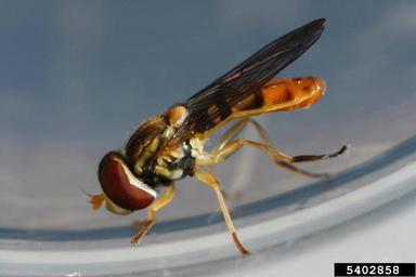 Syrphid fly, Toxomerus marginatus  (Diptera: Syrphidae) - 5402858