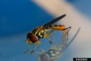 Syrphid fly, Toxomerus marginatus  (Diptera: Syrphidae) - 5402860