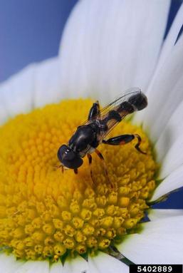 Syrphid fly, Syritta pipiens  (Diptera: Syrphidae) - 5402889