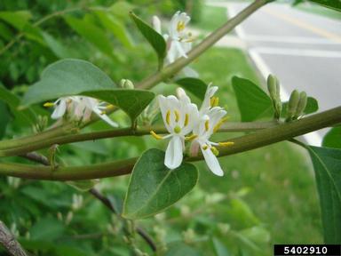 Amur honeysuckle, Lonicera maackii  (Dipsacales: Caprifoliaceae) - 5402910