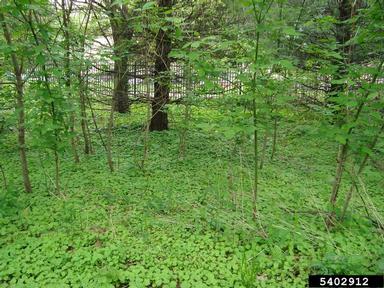 garlic mustard, Alliaria petiolata  (Capparales: Brassicaceae) - 5402912