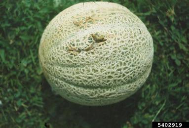 Alternaria leaf blight, Alternaria cucumerina  (Pleosporales: Pleosporaceae) - 5402919