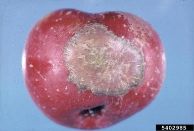 apple scab, Venturia inaequalis  (Pleosporales: Venturiaceae) - 5402985