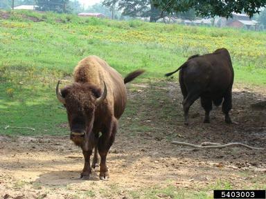 American bison, Bison bison  (Artiodactyla: Bovidae) - 5403003