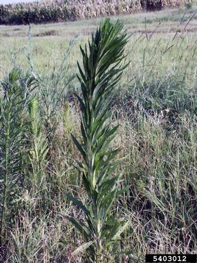 horseweed, Conyza canadensis  (Asterales: Asteraceae) - 5403012