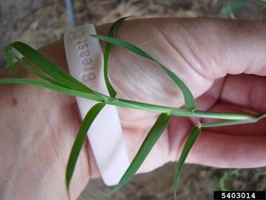 bermudagrass, Cynodon dactylon  (Cyperales: Poaceae) - 5403014