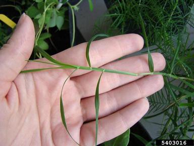 bermudagrass, Cynodon dactylon  (Cyperales: Poaceae) - 5403016
